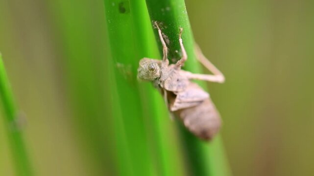 Shed insect exoskeleton attached to green grass blade macro 180fps Captured in Cinematic High Detail Footage