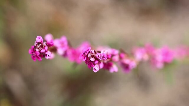 Small pink wildflowers blooming on branch close up 180fps Captured in Cinematic High Detail Footage