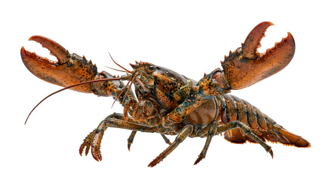 Marine lobster crustacean with claws isolated on transparent background