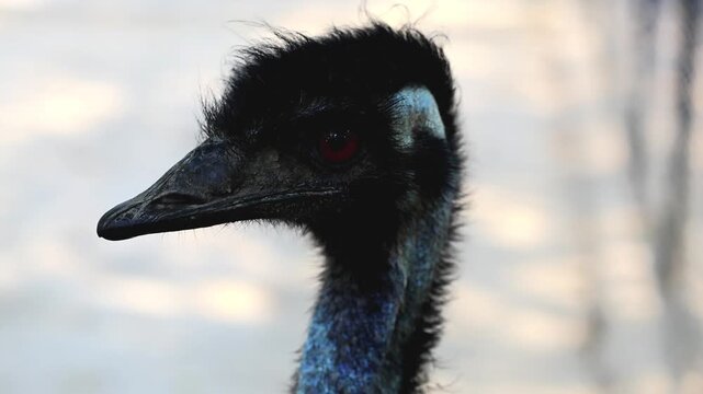Ostrich close up portrait with long neck and large eyes 180fps Captured in Cinematic High Detail Footage