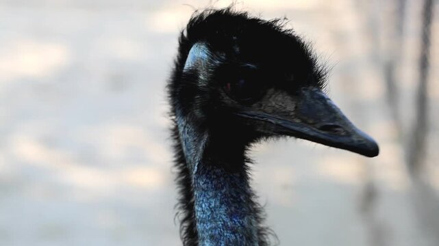 Ostrich close up portrait with long neck and large eyes 180fps Captured in Cinematic High Detail Footage