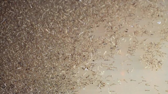 Dense Swarm of Mosquito Larvae Wriggling in Natural Water Habitat 180fps Captured in Cinematic High Detail Footage