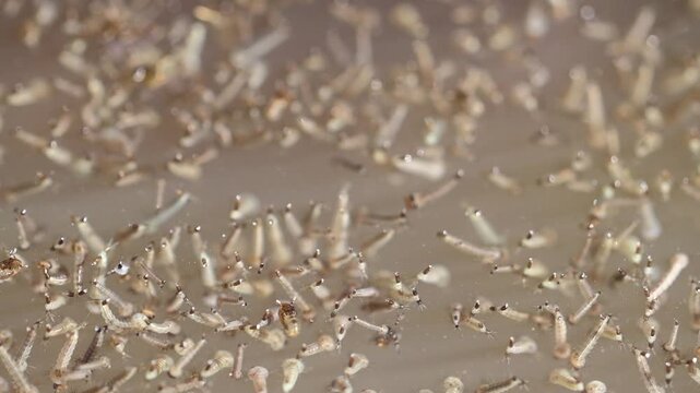Mosquito Larvae Colony Feeding and Moving Beneath Water Surface 180fps Captured in Cinematic High Detail Footage