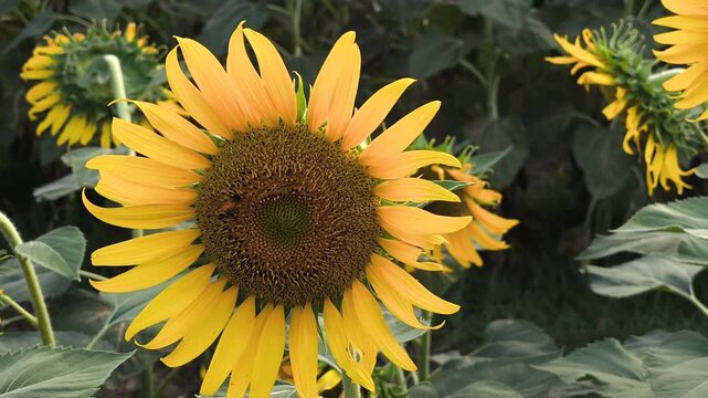 Beautiful sunflower blossoms glowing under natural light in a garden setting