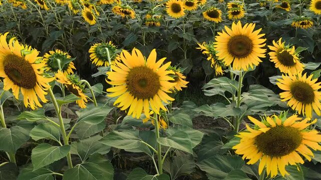 Fresh sunflowers standing tall with rich brown centers and golden petals