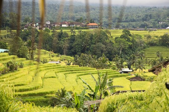 Lush green tree branches frame a beautiful scenic view of a rural Balinese village built along the cascading green Jatiluwih rice terraces under forested mountains in Bali, Indonesia.