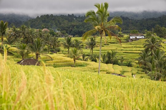 A picturesque view of golden-green rice terraces with small, traditional farm huts and palm trees amidst the fields, surrounded by tropical forest in Jatiluwih, Bali, Indonesia.