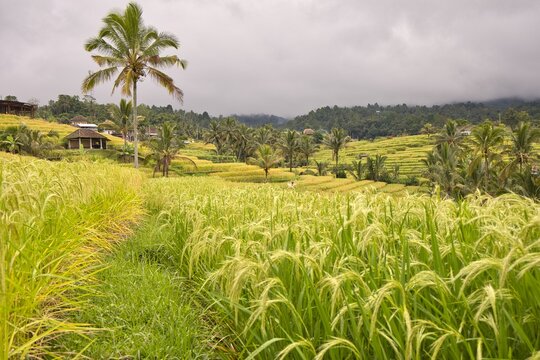Beautiful wide-angle panoramic view of the lush green Jatiluwih rice terraces cascading under a dramatic cloudy sky, showcasing traditional subak agriculture in Bali, Indonesia.