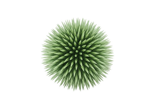 Green spherical thistle head with sharp pointed spikes isolated on white background. Detailed 3D rendering of a globose echinops flower bud showing radial spiny texture.