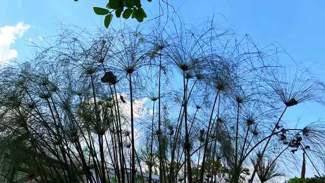 Low-angle view of papyrus grass silhouettes swaying against a bright blue sky with soft clouds, capturing delicate natural textures and tranquil outdoor scenery