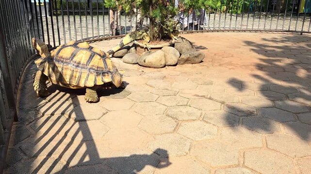 Large tortoise walking slowly across a sunny outdoor enclosure. Wildlife and reptile footage featuring a shelled land turtle in a natural zoo or sanctuary habitat