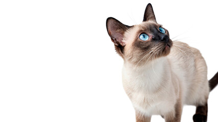 Cute domestic Siamese cat sitting and looking sideways isolated on a transparent background pet portrait © Galina