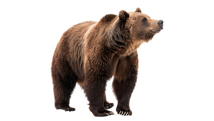 Large wild brown bear standing full body isolated on a transparent background safari animal portrait © Galina