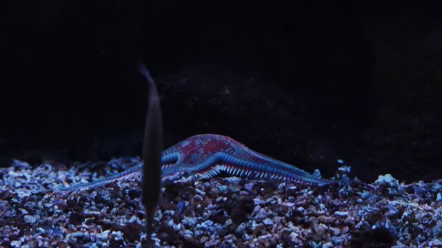 Red comb starfish, Astropecten aranciacus moving slowly on the sandy gravel seabed in a dark blue underwater environment