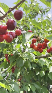 Fresh sweet cherries growing on a green branch during summer harvest