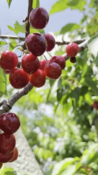 Sunlit cherry tree branch full of fresh, juicy red fruits moving in the wind