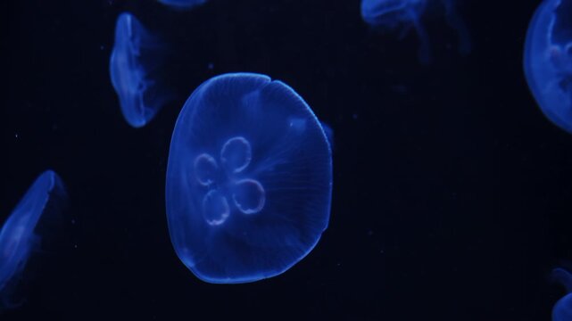 Translucent moon jellyfish, Aurelia aurita floating gracefully in deep blue water against a dark background