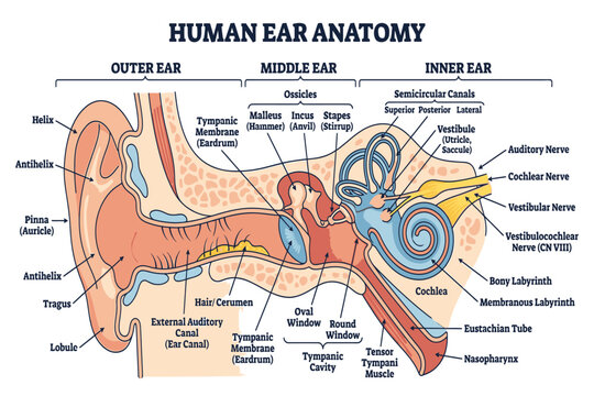 Comprehensive human ear infographic displaying hearing and equilibrium systems with labeled anatomical details