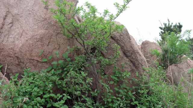 This sour jujube tree is rooted in a crevice at the base of the rock; its branches lean against the stone, swaying gently in the wind.