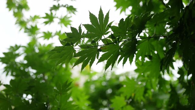 Fresh green maple leaves on branch - 나뭇가지에 달린 싱그러운 초록 단풍잎