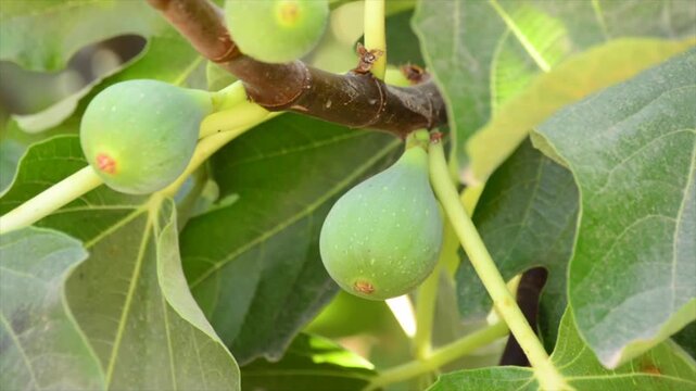 Green figs growing on a tree branch with leaves in the background, a closeup view of fresh fruit