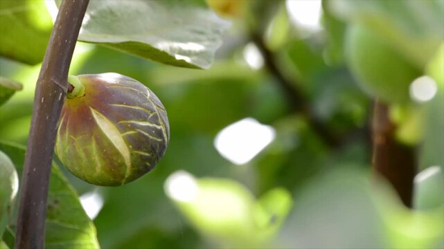 A closeup view of a purple fig hanging from a tree branch surrounded by green leaves in a natural outdoor setting with sunlight filtering through