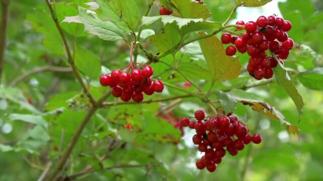 Viburnum opulus, also known as european cranberrybush, produces clusters of bright red berries on green leafy branches in a natural outdoor setting with blurred background
