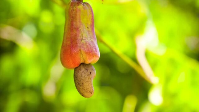 A cashew nut hanging from a tree branch with green leaves in the background, showcasing its unique shape and color