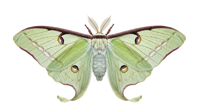 Nocturnal moth insect macro isolated on transparent background
