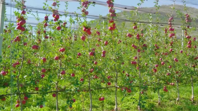 Lush apple orchard with rows of trees bearing ripe red apples under a clear blue sky in a sunny agricultural setting with green grass