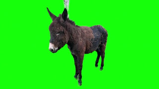 Cute dark brown donkey standing on a green screen background