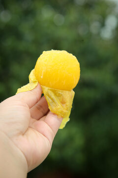 Fresh Golden Yellow Peeled Fruit in Hand with Natural Green Background