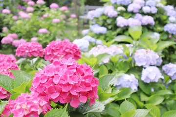 Obraz premium 濃いピンクの梅雨のアジサイの花2