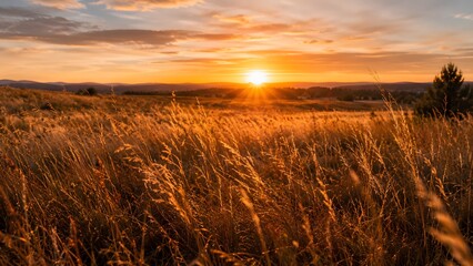 Obraz premium A warm and inviting photo capturing sun rays shining through tall grass on a meadow at sunset with a tree. Suitable for rustic designs, blogs, and nature backdrops.