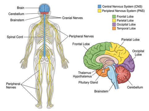 Human nervous system anatomy illustration with brain lobes