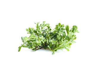 Fototapeta premium Fresh Wild Sage Herbs Traditional Chinese Medicine Cooking Ingredient White Background