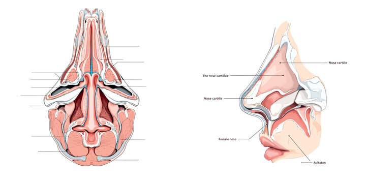 Vsai human nose anatomy showing cartilage bones and respiratory system