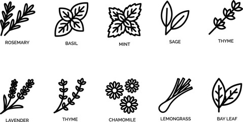 Culinary herbs and spices line icon set, 10 botanical vector elements, rosemary basil mint sage thyme lavender chamomile lemongrass bay leaf © Arfin
