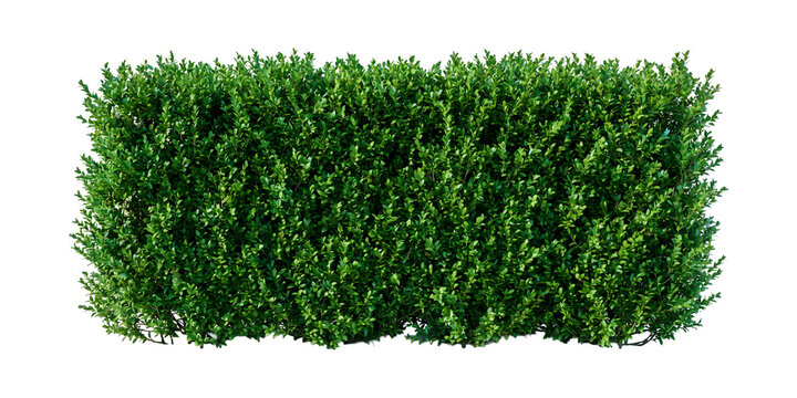 Lush Green Boxwood Hedge Shrub Isolated on Transparent Background for Architectural Rendering and Landscape Design