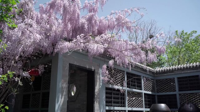 The wisteria is in full bloom; its branches lean against the walkway, and clusters of blossoms hang from the boughs, swaying as a breeze stirs the flowering branches.