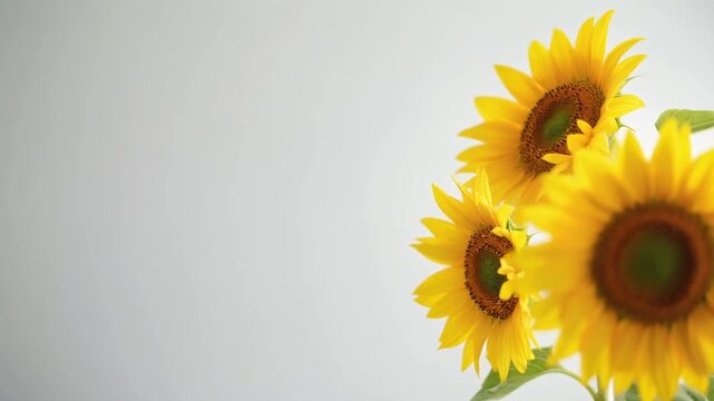 明るい背景の右側で夏の温かいそよ風に優しく揺れる、輝く黄色いひまわり