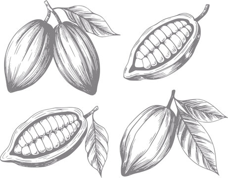 ココアのさやと豆の手描きイラスト、美味しい食材