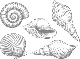 グレースケールで描かれた5つの詳細な手描きの貝殻のコレクション © Lisa_Stock