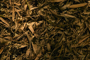 Obraz premium Leaves dry mulch ground texture foliage brown nature, close-up of scattered dried leaves and wood chips on forest floor, organic debris with warm low light and rich earthy detail