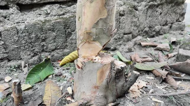Person cutting a tree trunk with a large blade outdoors, capturing wood processing activity and rugged manual work in a natural environment.