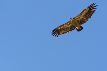 Obraz premium Vulture bird in flight over canyon Gorges du Verdon, Provence in France