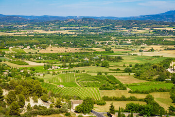Fototapeta premium Summer view with vineyards. Vaucluse department, Provence in France