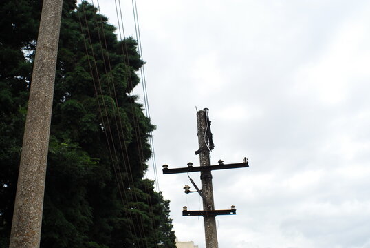 Aged Wooden Utility Pole with Crossarms Beside Dense Evergreen Trees