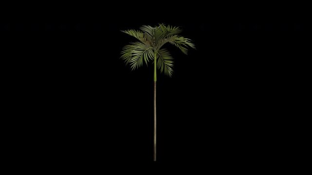 Areca Tree Swaying in Wind Loop Animation with Alpha Channel. Wind Blows The Betel-nut Palm Tree. Areca Catechu Tree Leaves Swaying. Animated Tree Branches Moving in Breeze. Transparent BG. Loop 