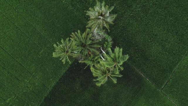 Aerial Top Down View of Coconut Palms in Lush Green Rice Field